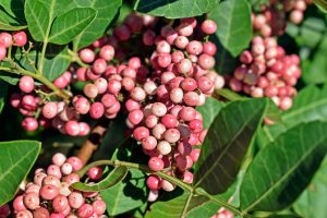 Pink Pepper TEREBINTHIFOLIUS