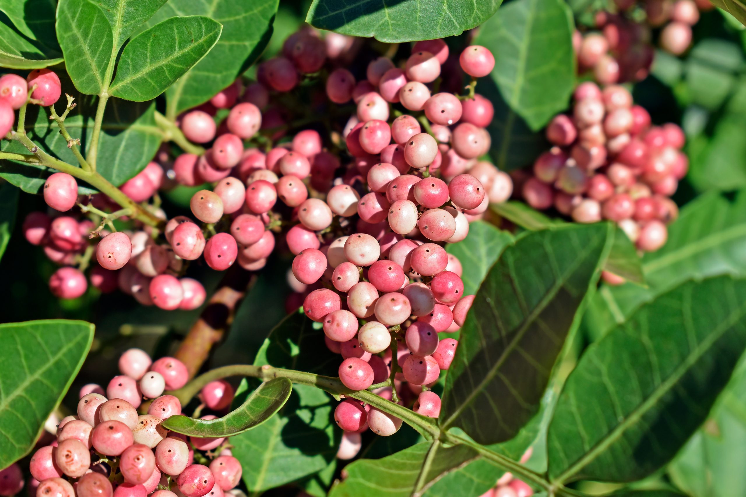 Pink Pepper TEREBINTHIFOLIUS